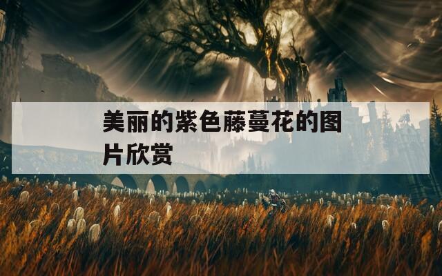 美丽的紫色藤蔓花的图片欣赏